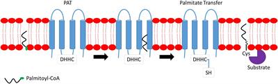 Protein Lipidation by Palmitoylation and Myristoylation in Cancer